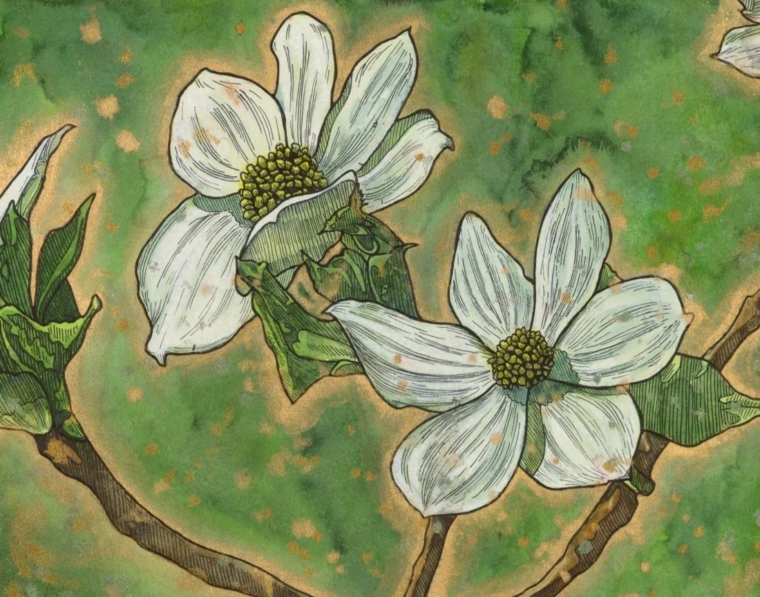 Illustration of white magnolia flowers with green leaves and brown branches against a textured green background.