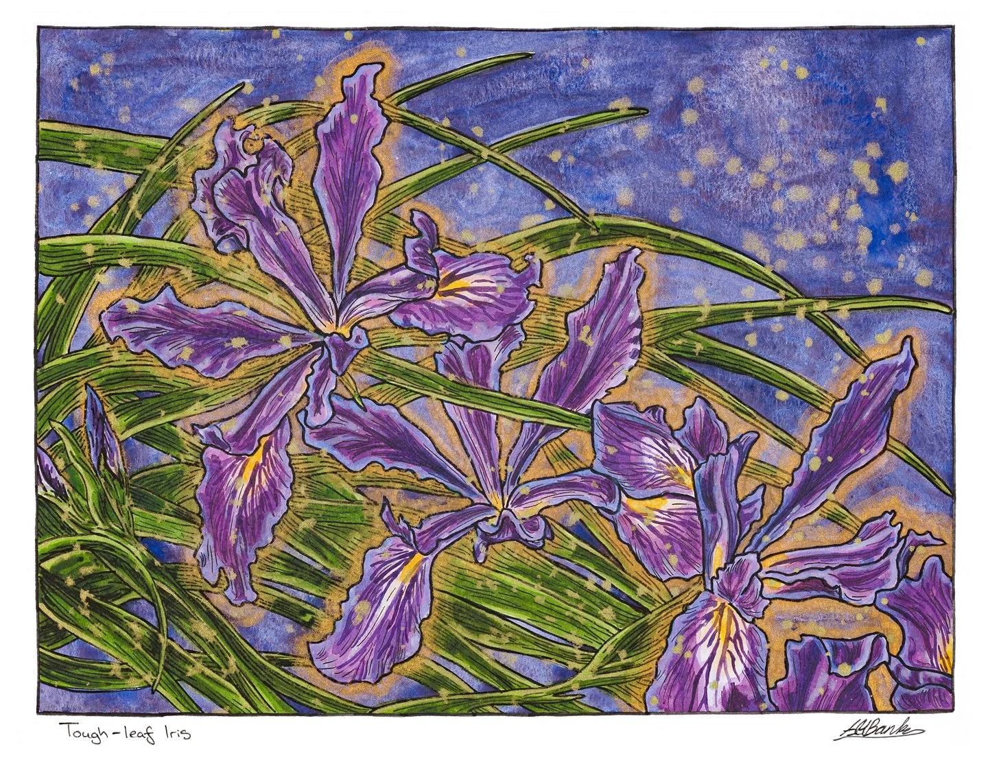 Tough-leaf Iris. Ink and watercolour on paper 14"x11"
2026