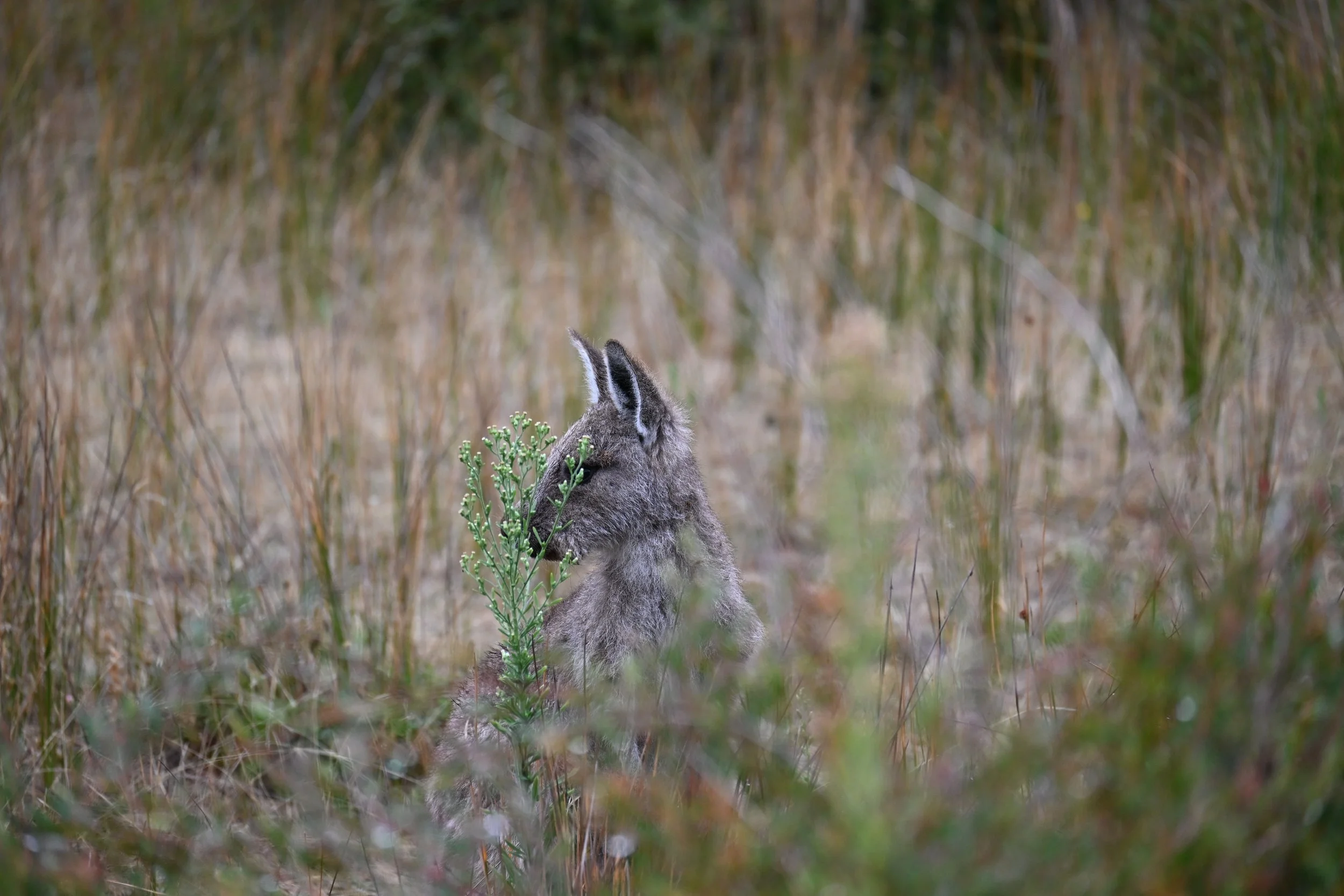 A young wolf sitting in tall grass, partially hidden, with behind a backdrop of dry grass and vegetation.