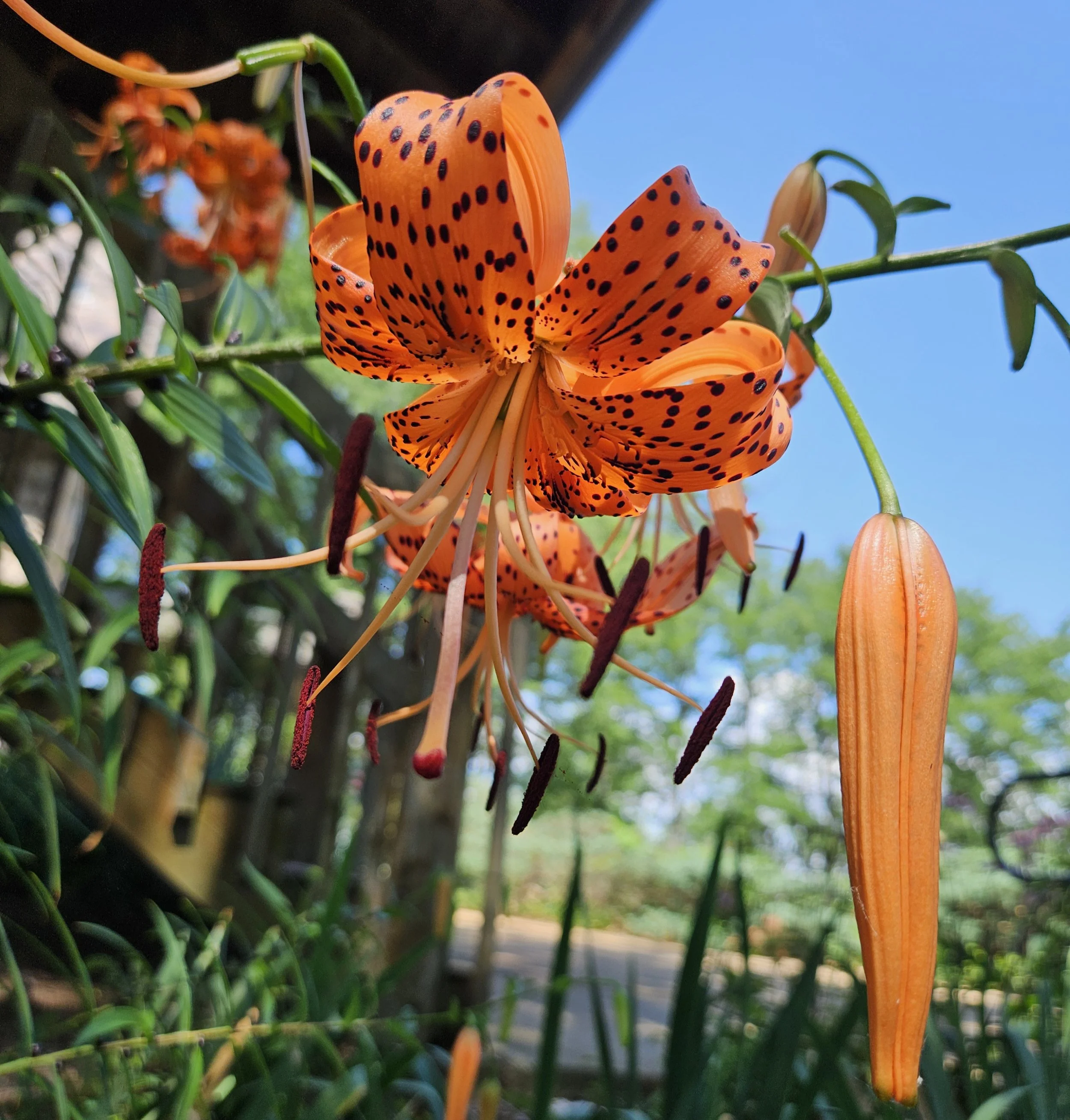 Close-up of an orange tiger lily flower with black spots, surrounded by green leaves and a clear blue sky in the background.