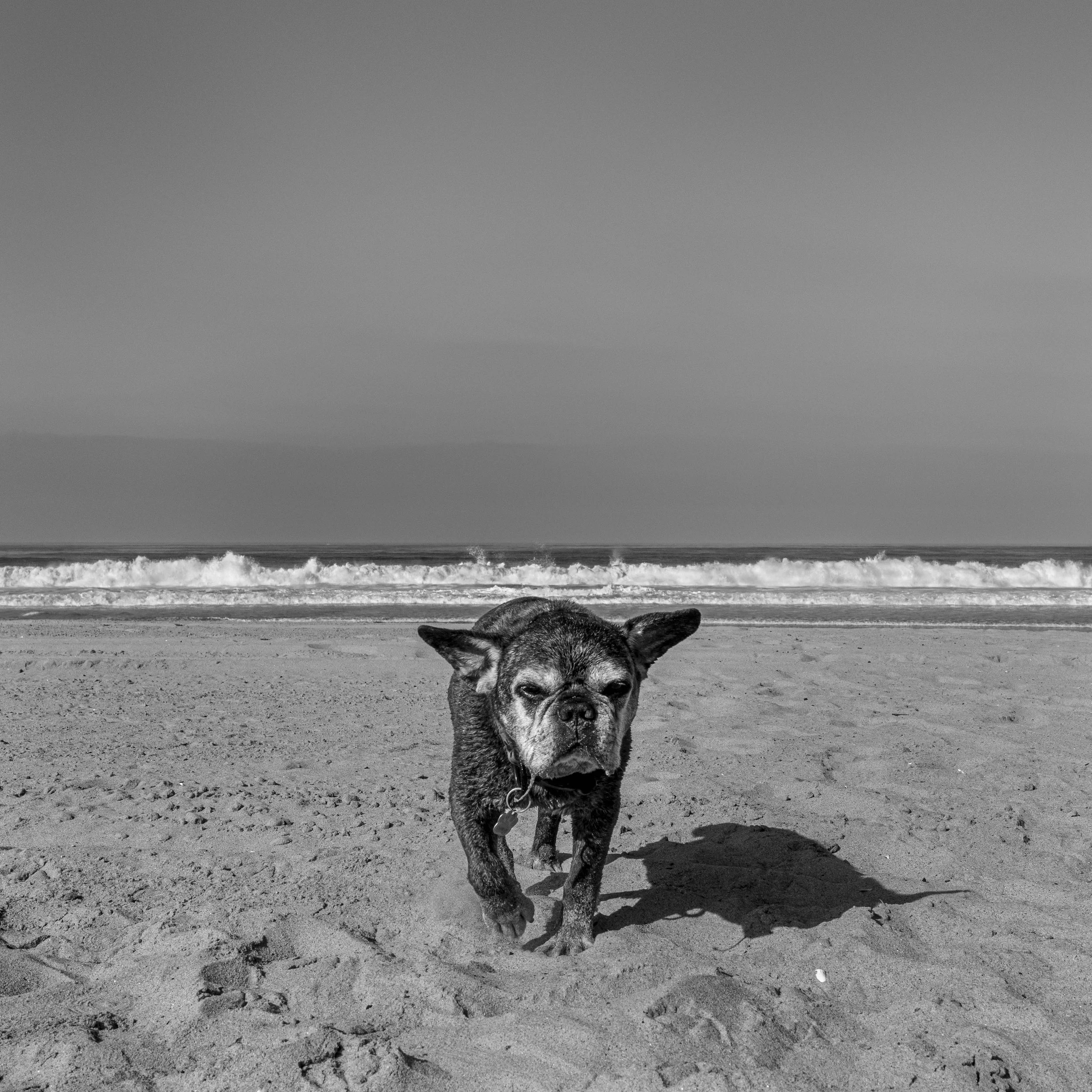 Dog Day