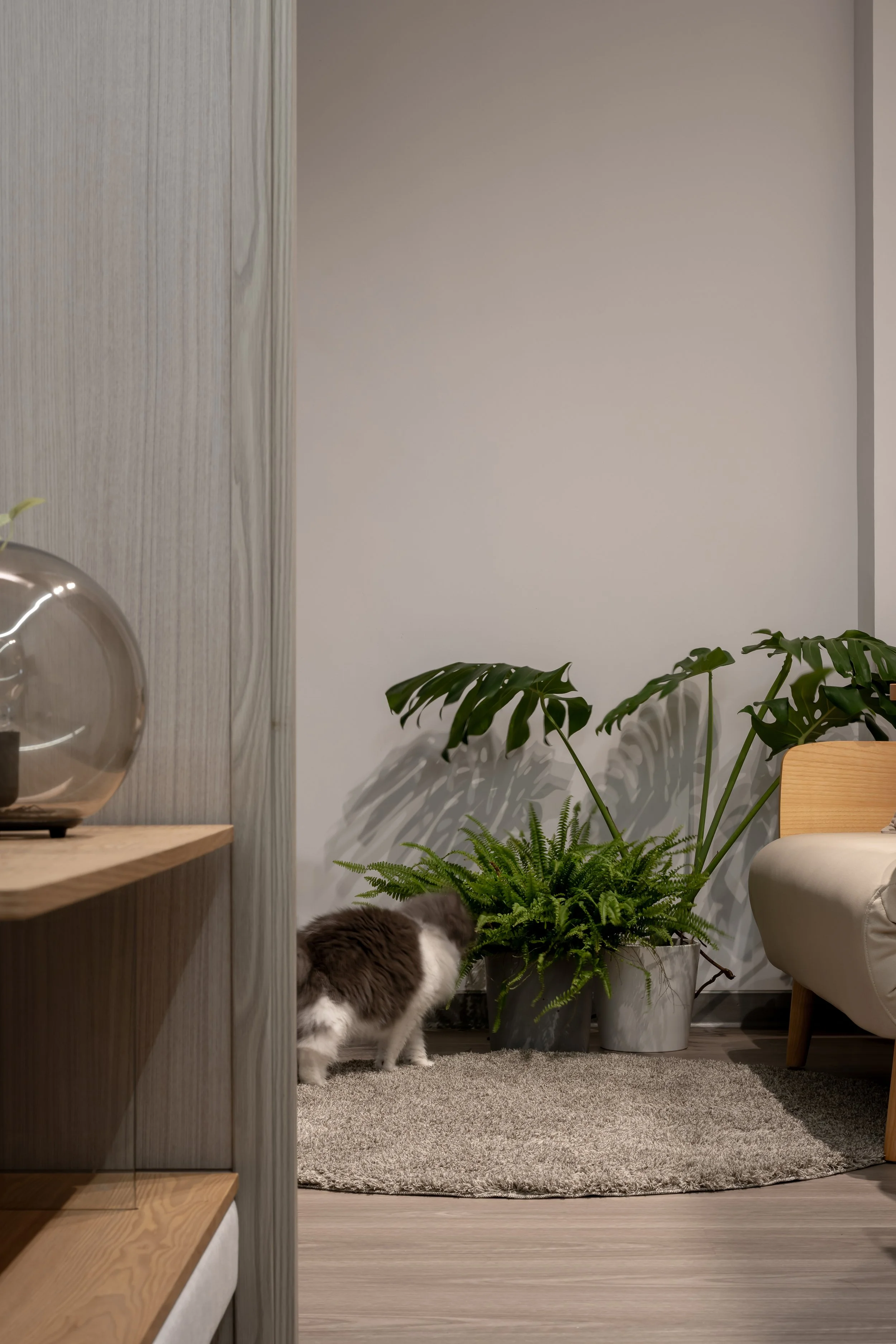 A room with a gray wall, potted plants including a large Monstera and fern, a light-colored armchair, a gray rug, and a cat sniffing the plants, with part of a wooden shelf and glass vase on the left.