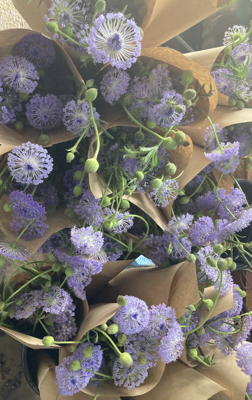 RMCG Webinar Series: Reducing plastics and chemicals in NSW’s cut flower industry