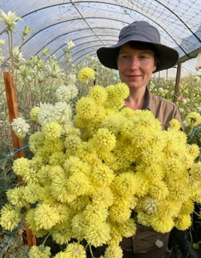 Late last year RMCG ran a webinar series &lsquo;Plastic Solutions for Cut Flower Growers&rsquo; aimed at equipping cut flower growers with practical strategies to reduce plastic waste and adopt more sustainable practices. 

Across three weekly webina