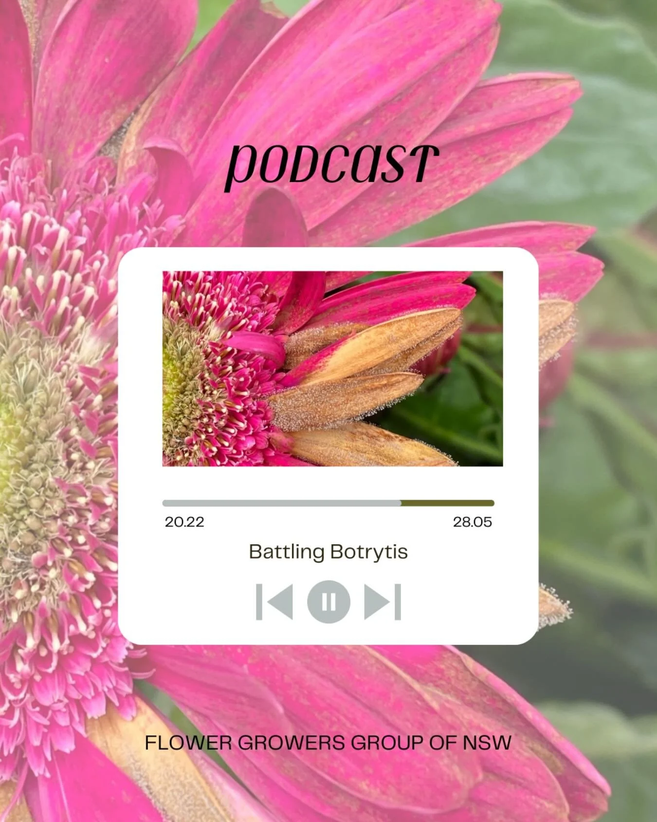 In this limited podcast series, Dr Len Tesoriero and Jesse Clune take a closer look at some of the trickier plant diseases affecting cut flower growers across New South Wales and the wider Australian industry.

Jesse chats with Dr Tesoriero, an exper