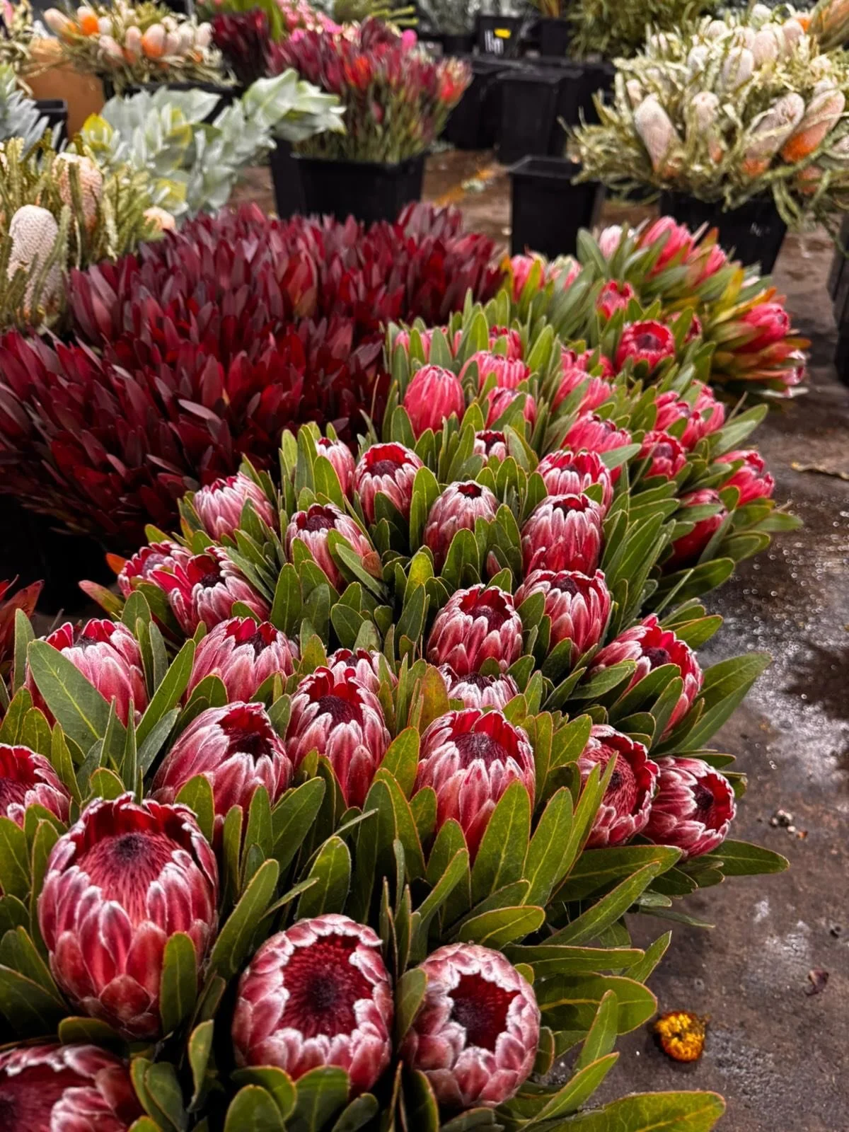 Wishing all of our community- the growers, the wholesalers, the florists and the flower lovers a beautiful long weekend this Easter. Here are some snaps from Wednesdays market at @sydneyflowermarket 🐣🌼

1. Proteas in full swing @craigioscott 
2. @b