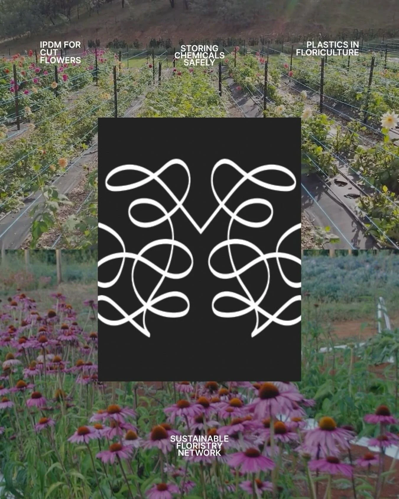 Sustainable Floristry Network is an independent education organisation for florists aiming to lead significant change in the industry, from teaching institutions through to the commercial world, with the adoption of more sustainable techniques and pr