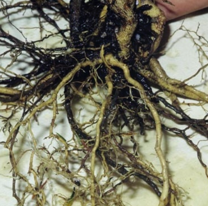 Uncovering Phytophthora Root Rot