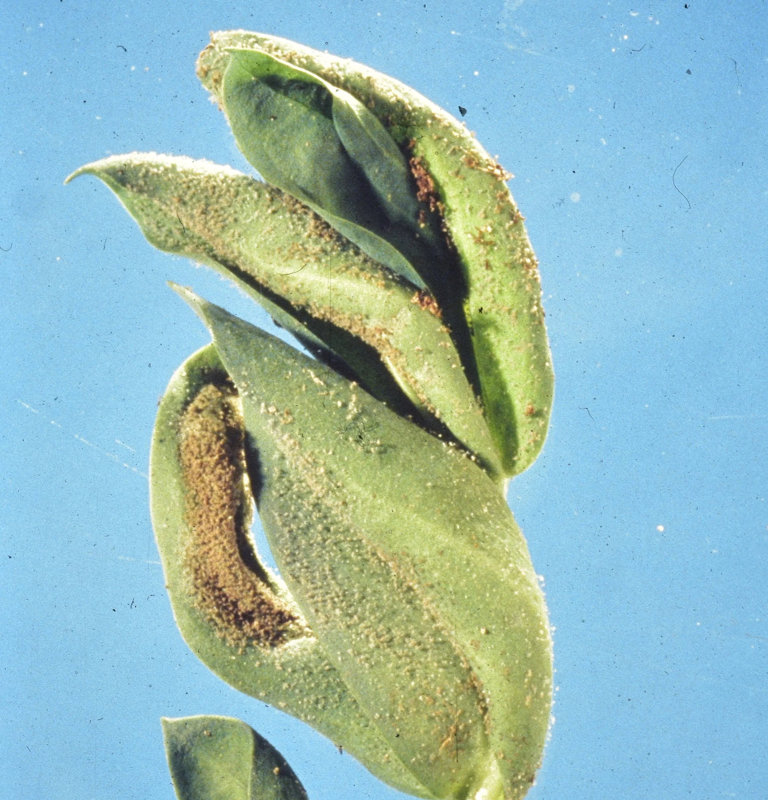 Demystifying Downy Mildew