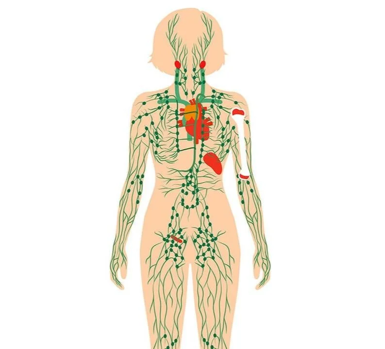 Diagram of the human lymphatic system showing lymph nodes, vessels, and organs in the body.
