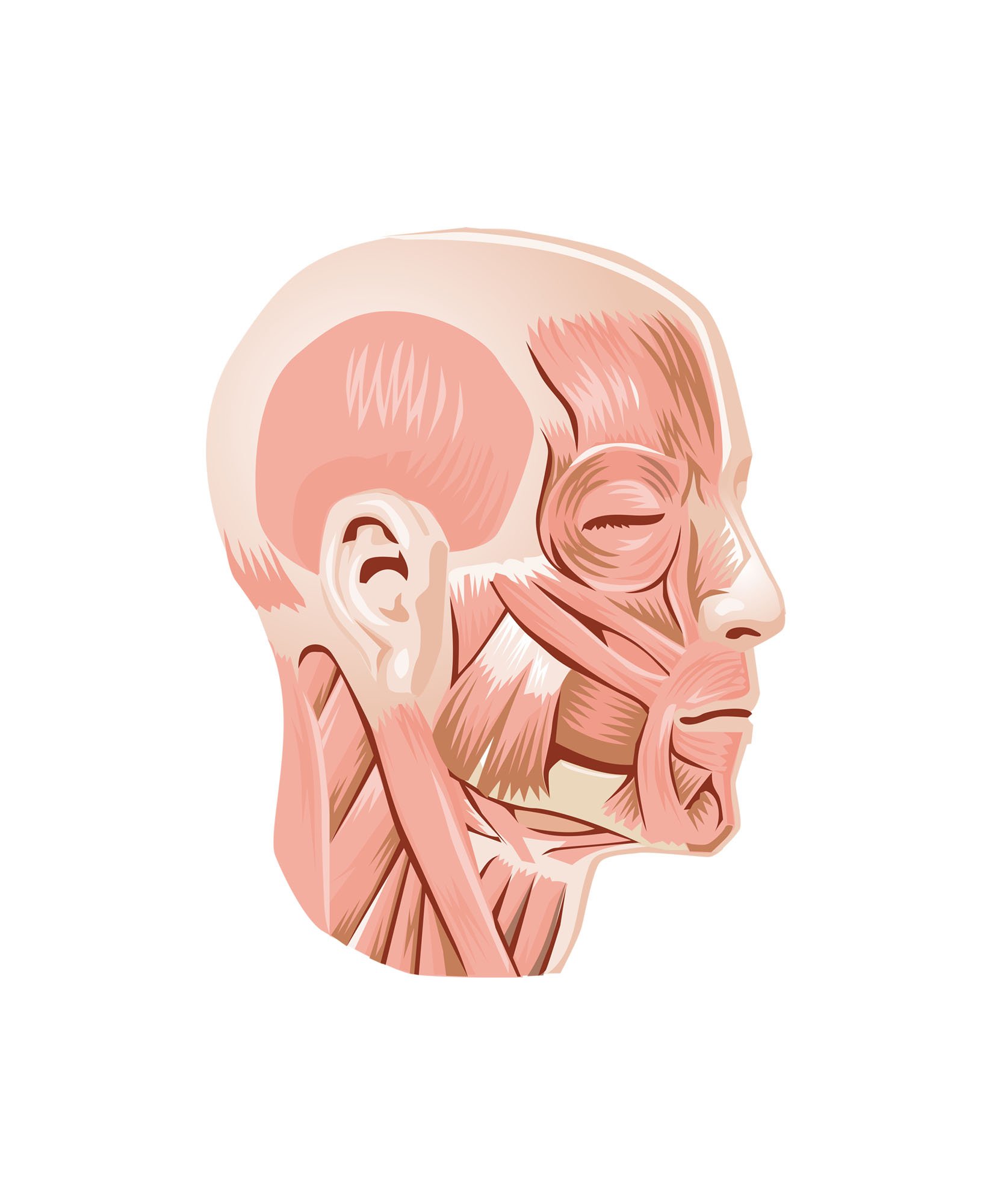 Illustration of the muscles of the human face, head, and neck in profile view.