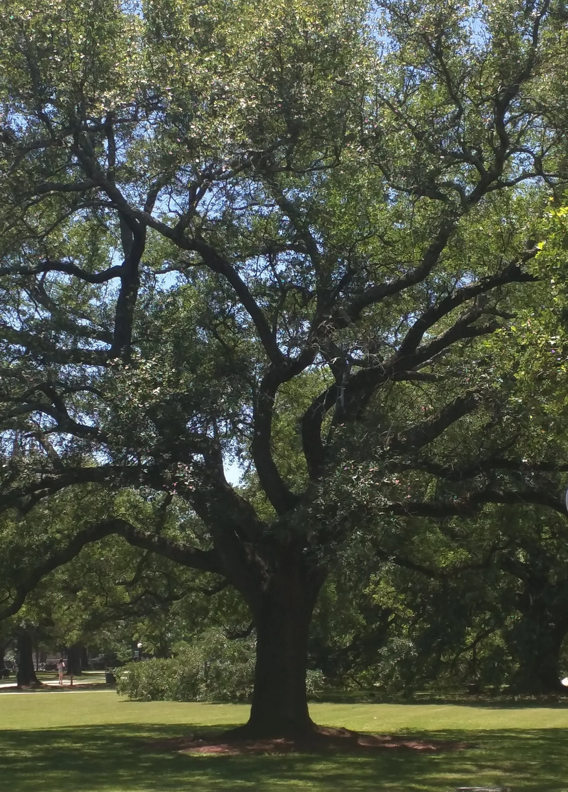 TulaneTree.jpg
