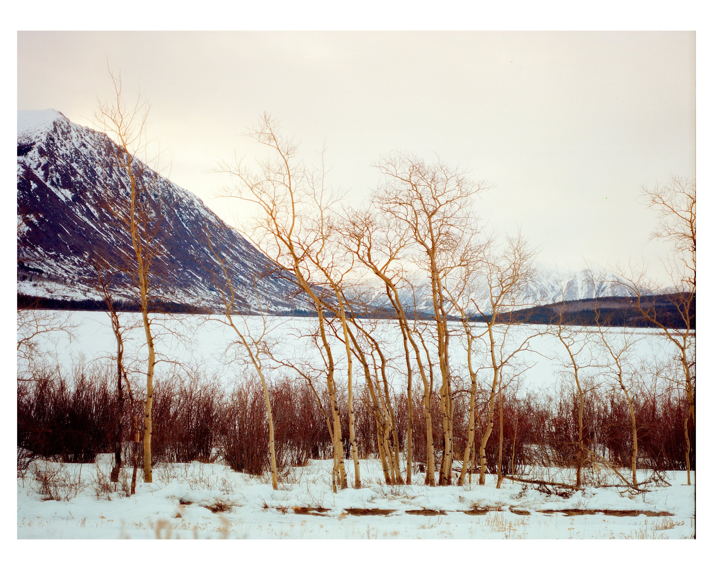 Tree-line_2.jpg