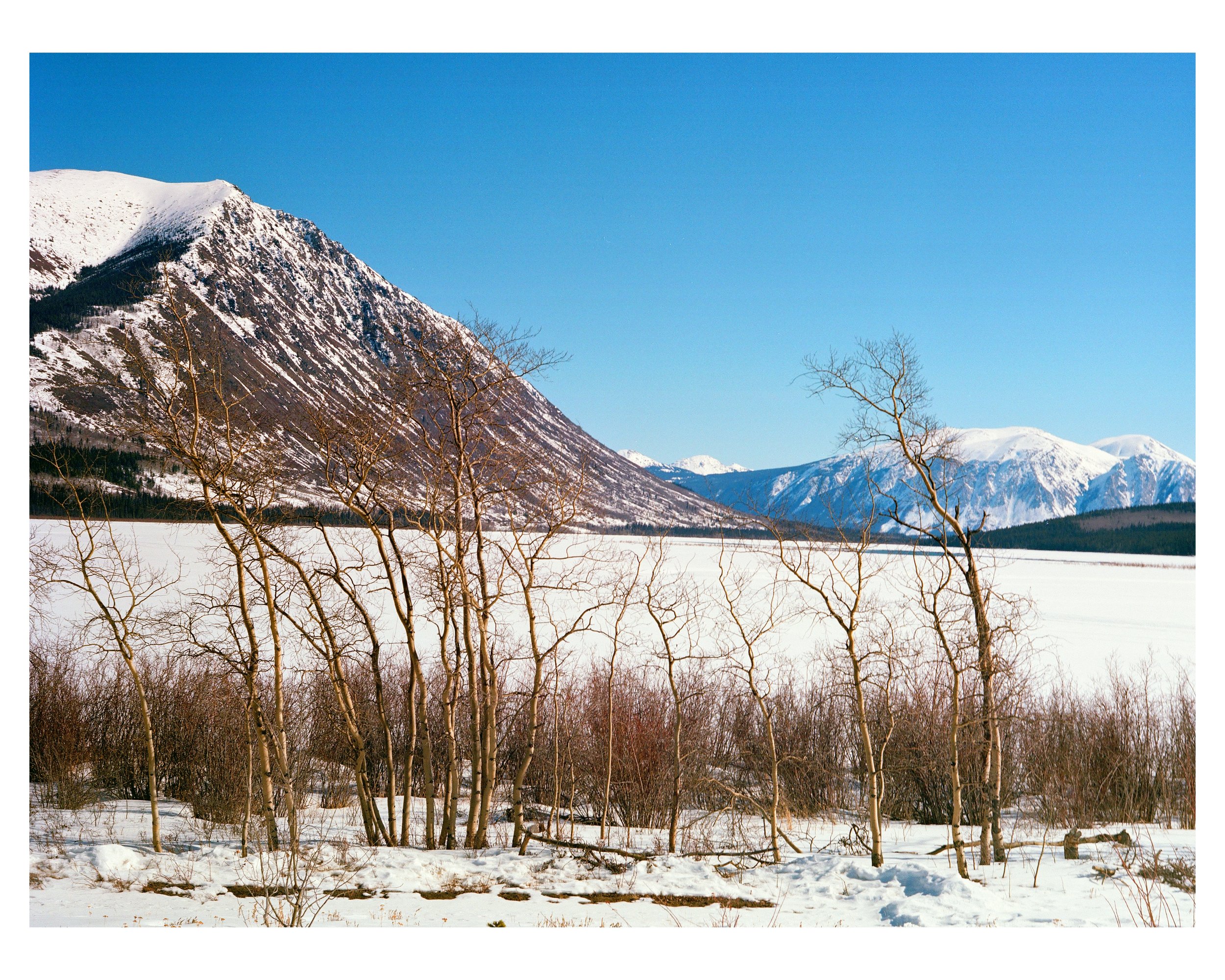 Tree-line.jpg