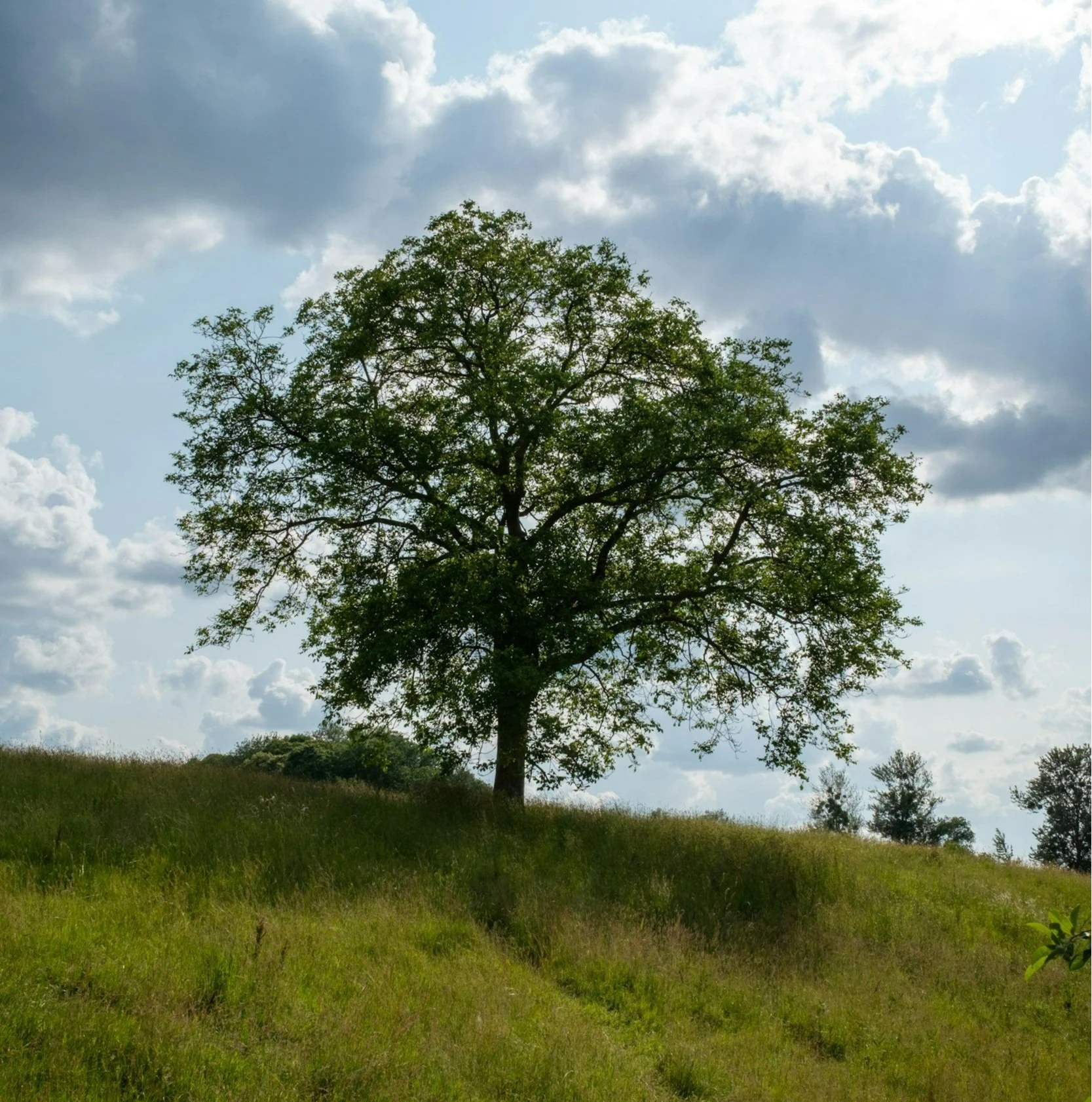 Planting on a Hill or Berm