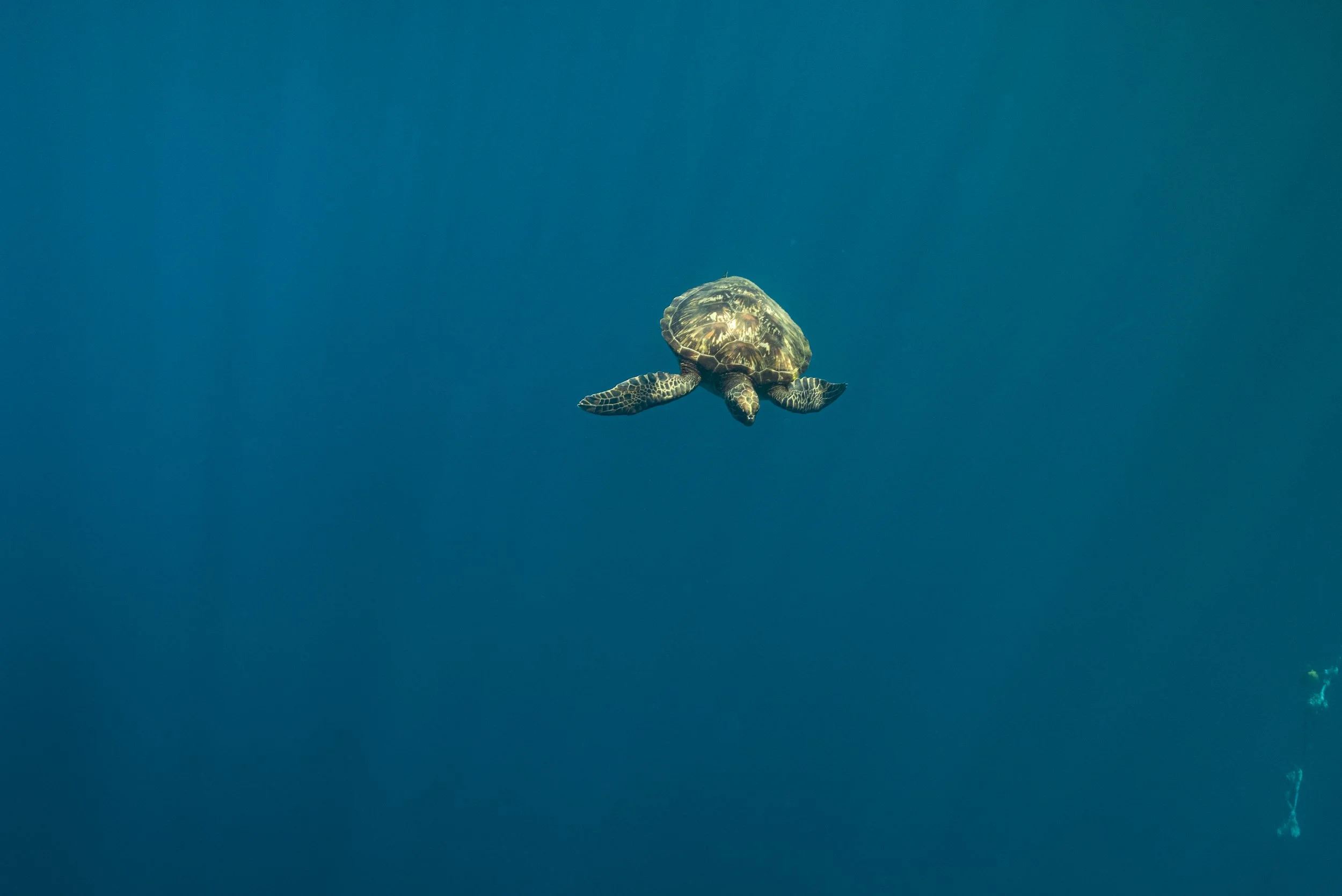 Freediver_SH-58.jpg