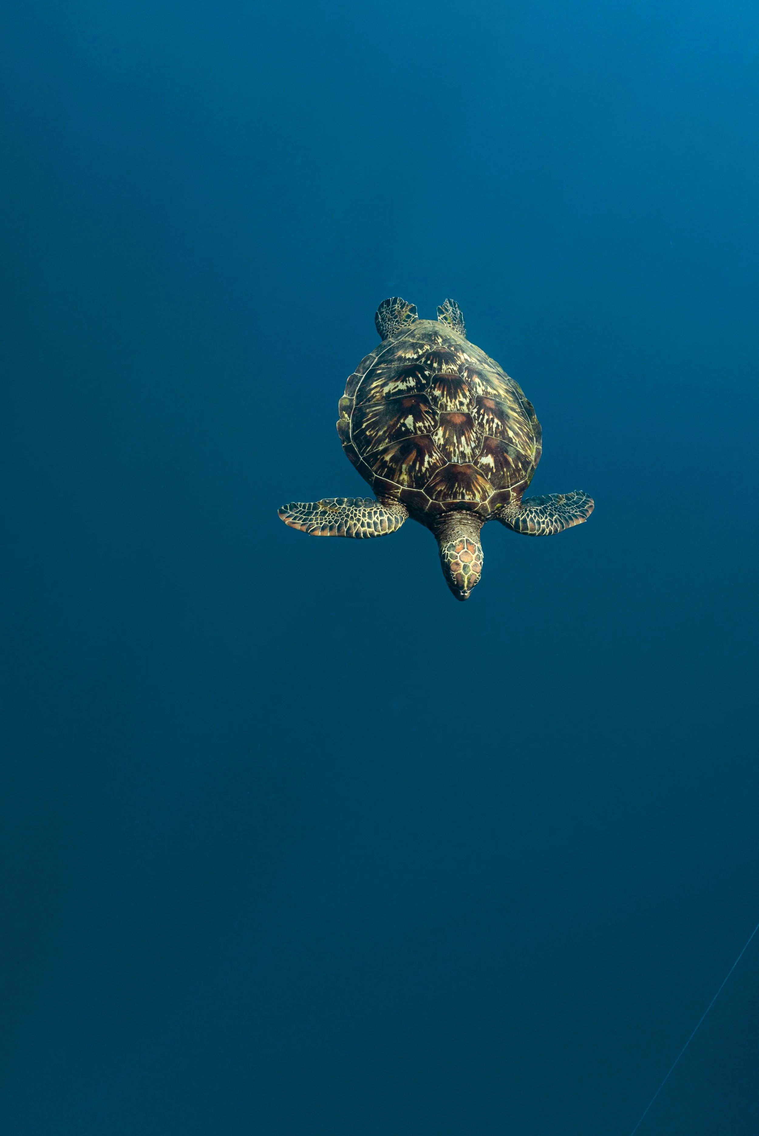 Freediver_SH-61.jpg