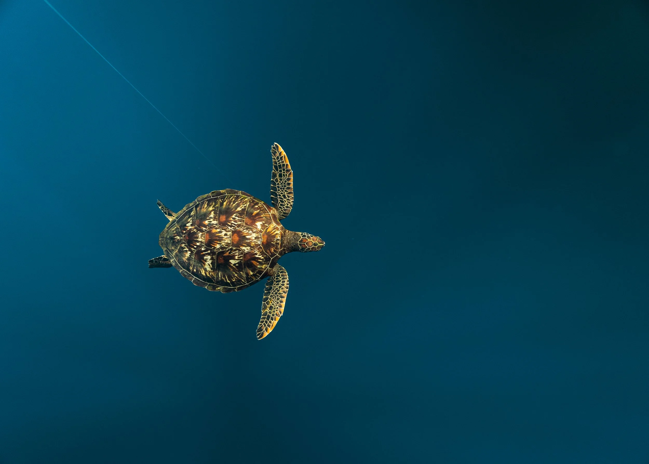 Freediver_SH-63.jpg