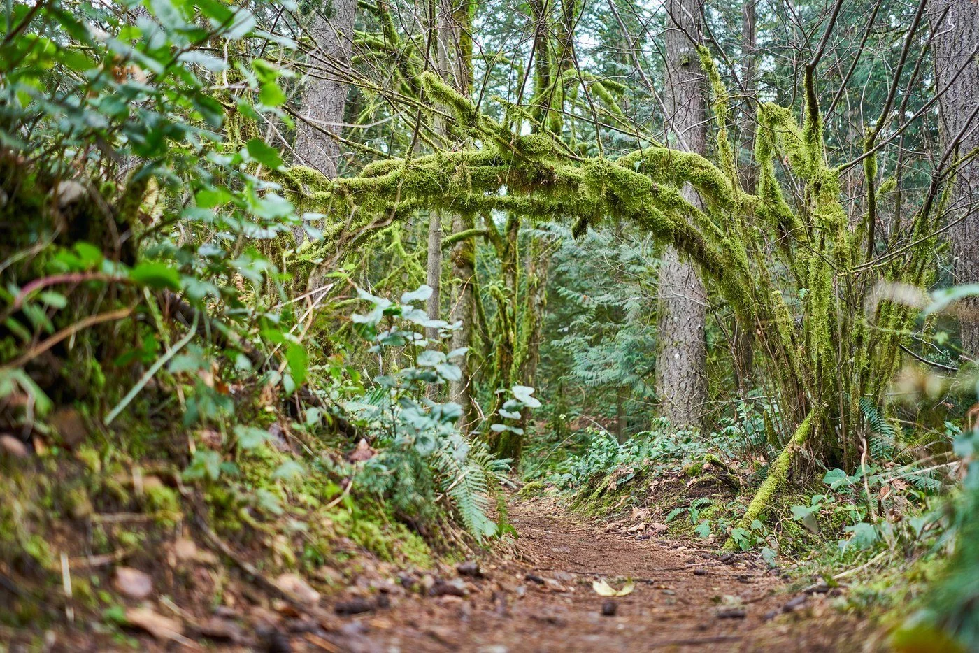 tiger mountain wta .jpeg