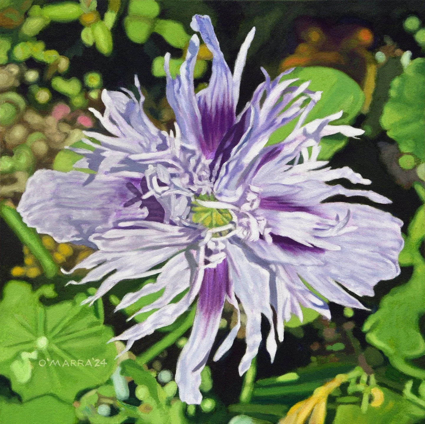  'Purple Ornamental Poppy', oil on canvas, 18" x 18", 2024 (Contact me about pricing.)