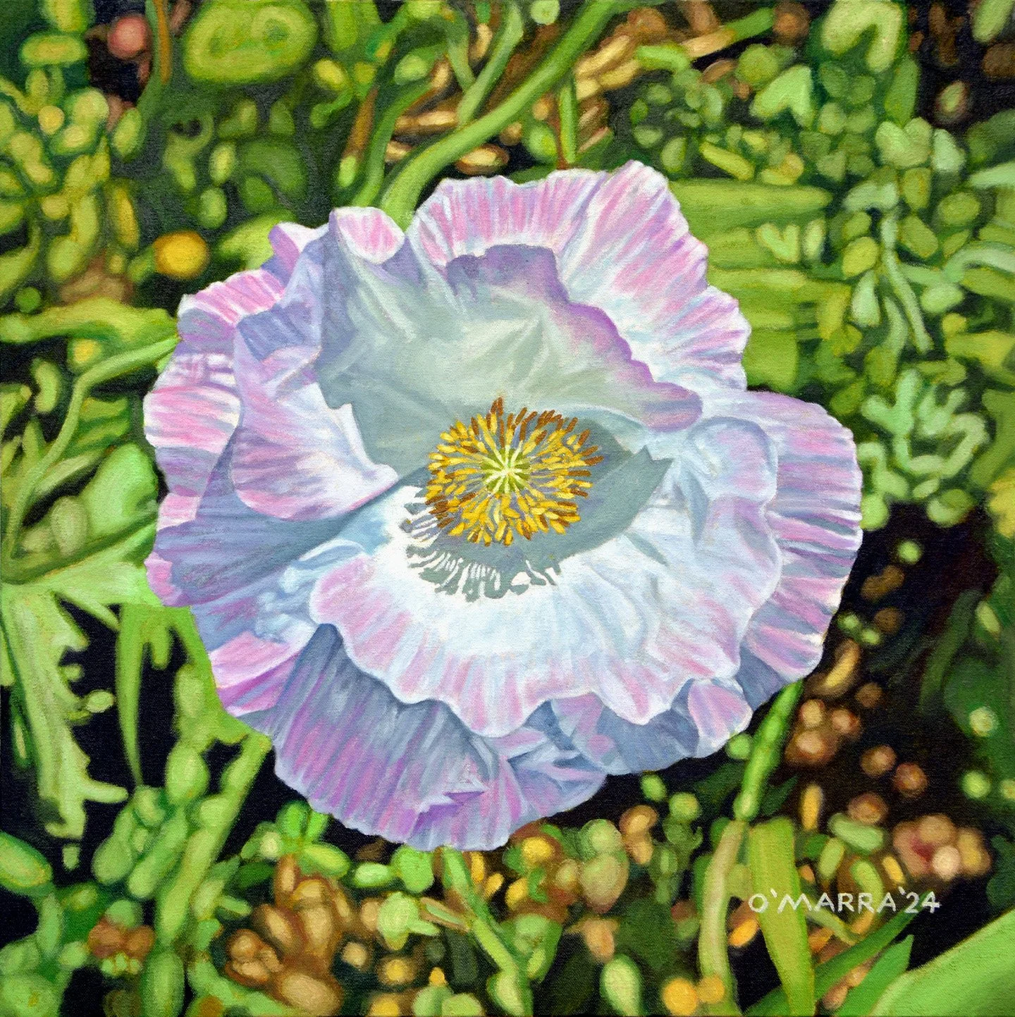 Pink Poppy II, 2024, oil on canvas, 18" x 18"
​(Contact me about pricing)