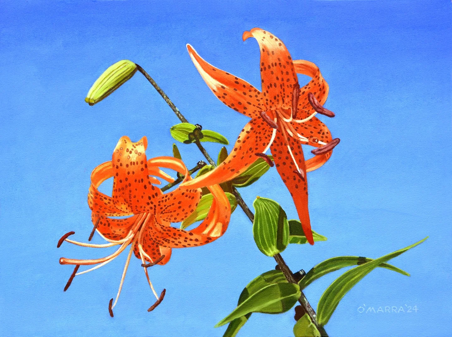 Sadie'sTiger Lily , oil on canvas, 18" x 24". (Contact me about pricing)