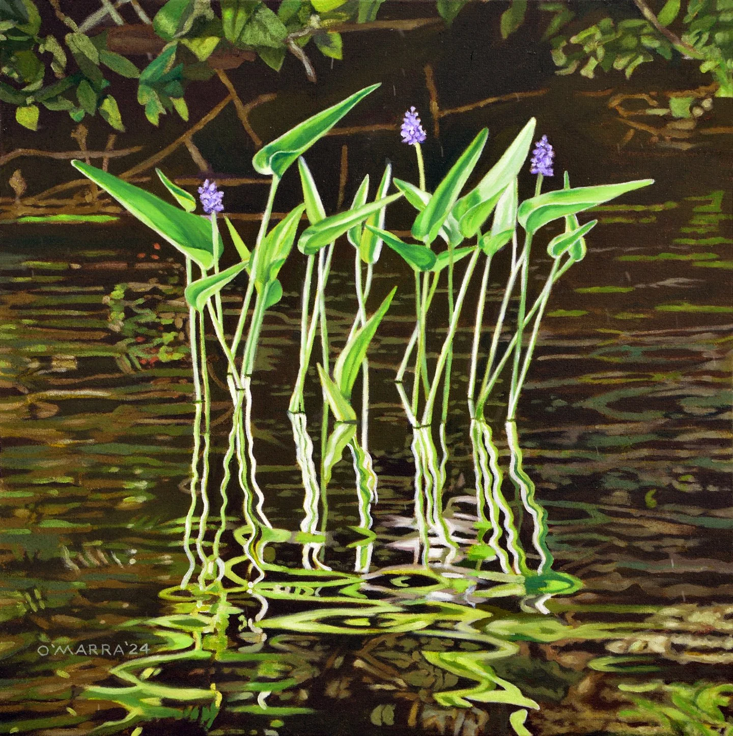 Pickerel Weed Gathering, 2024, oil on canvas, 24" x 24" 
(Contact me about pricing)