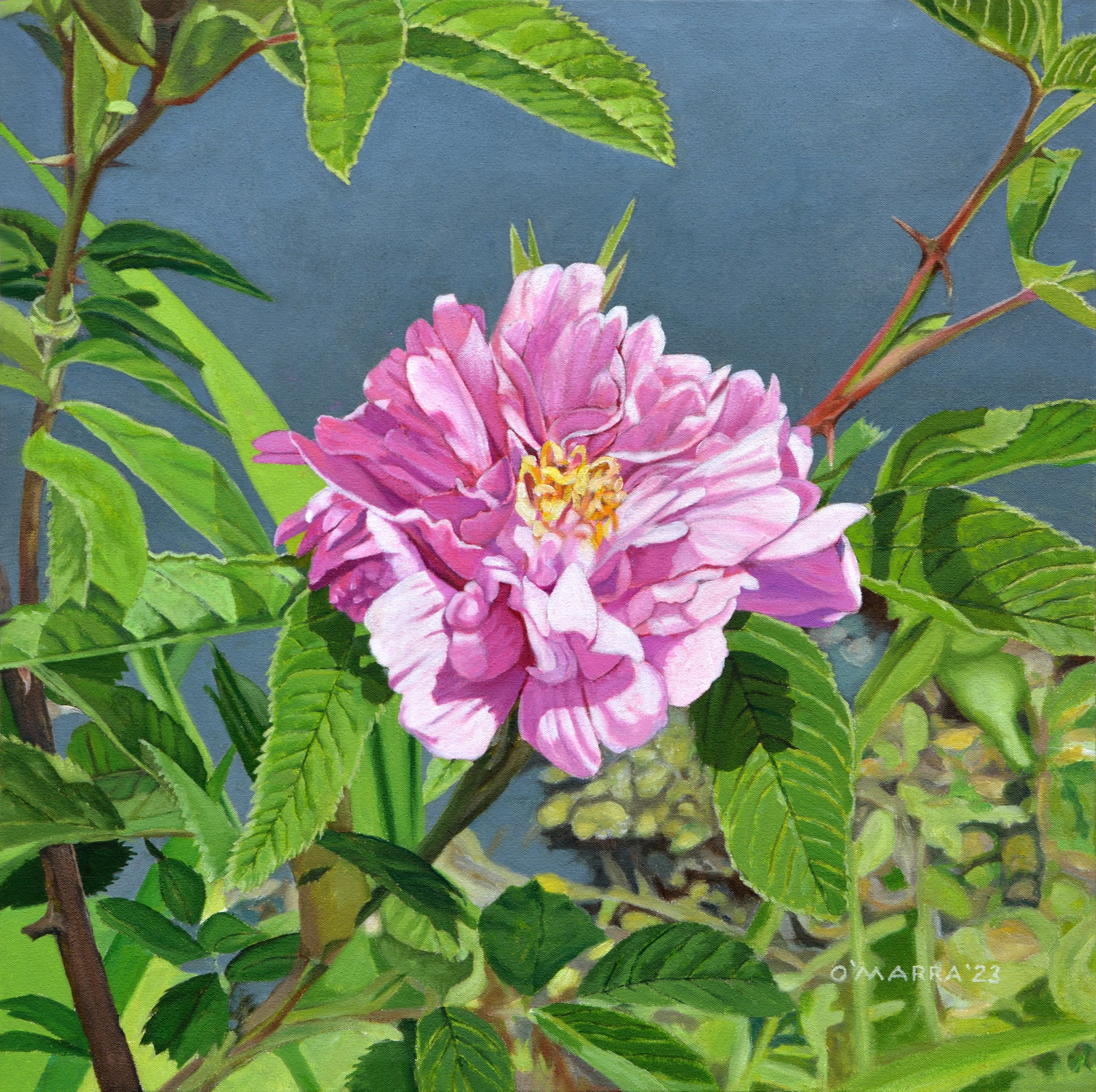 Wild Rose​, oil on canvas, 24" x 24"
 (Contact me about pricing)