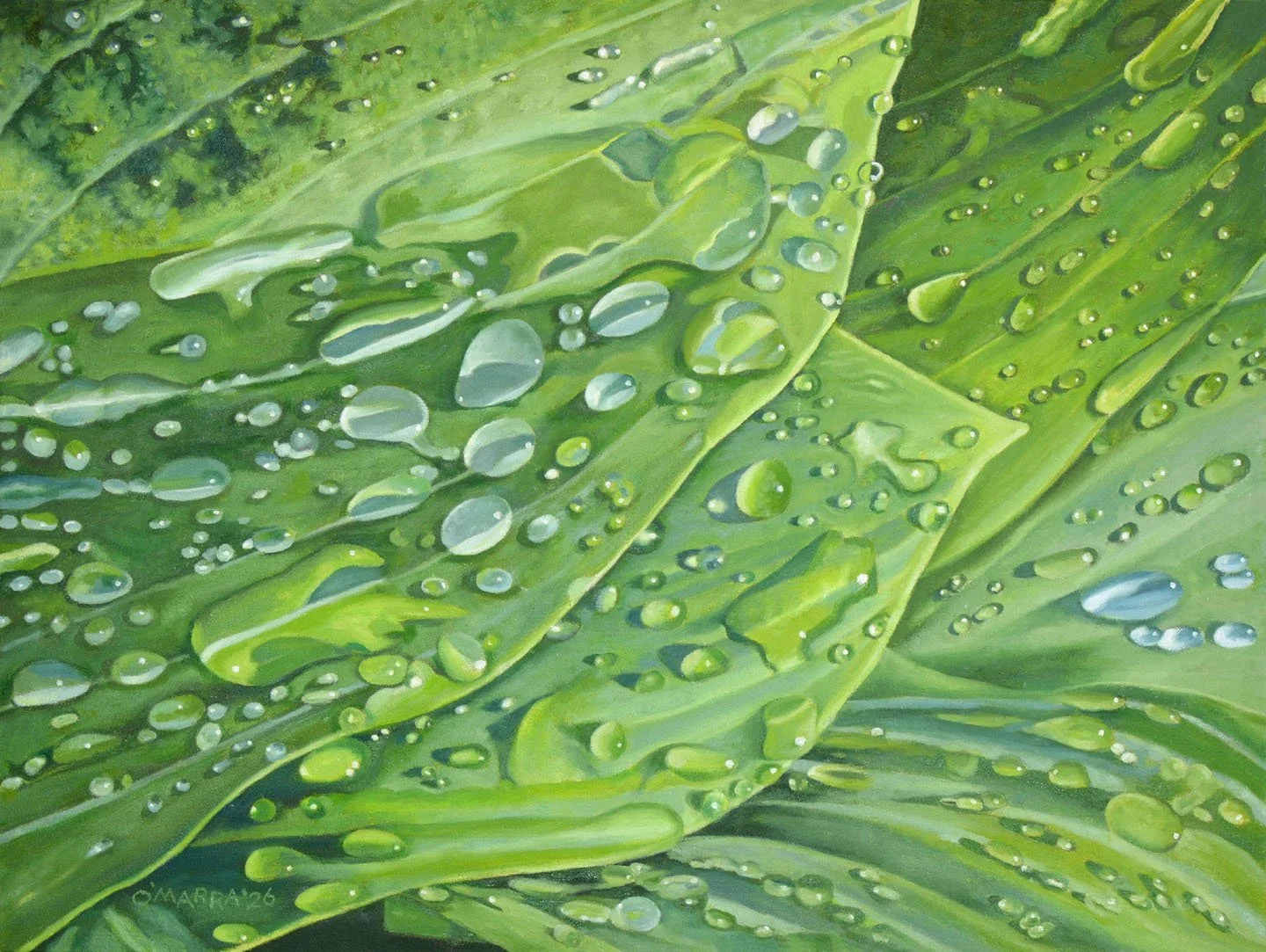 'Dew on the Hosta', oil on canvas, 18" x 24", 2026 (Contact me about pricing.) 
