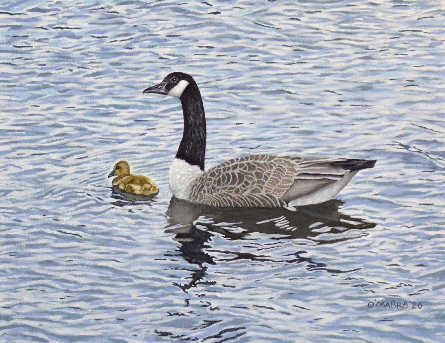 'Goose and Gosling', oil on canvas, 20" x 26", 2026 (Contact me about pricing.)