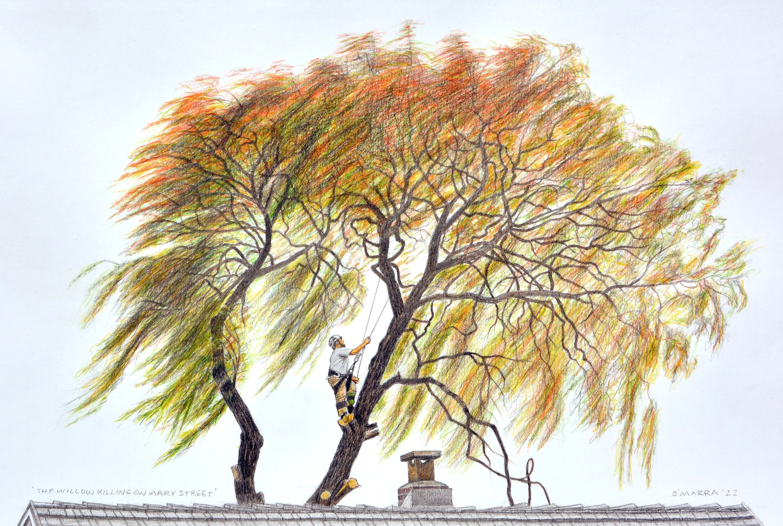 The Willow Killing on Mary Street, coloured pencil and graphite pencil on paper, 12" x 18-1/2"
(Contact me about pricing)