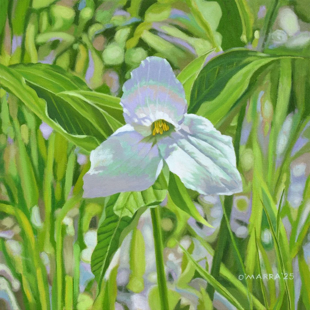 Clark Lake Road Trillium, 2025, oil on canvas, 18" x 18"
(Contact me about pricing)