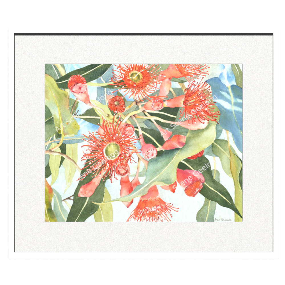 Eucalyptus Ficifolia - Annie Finkelde