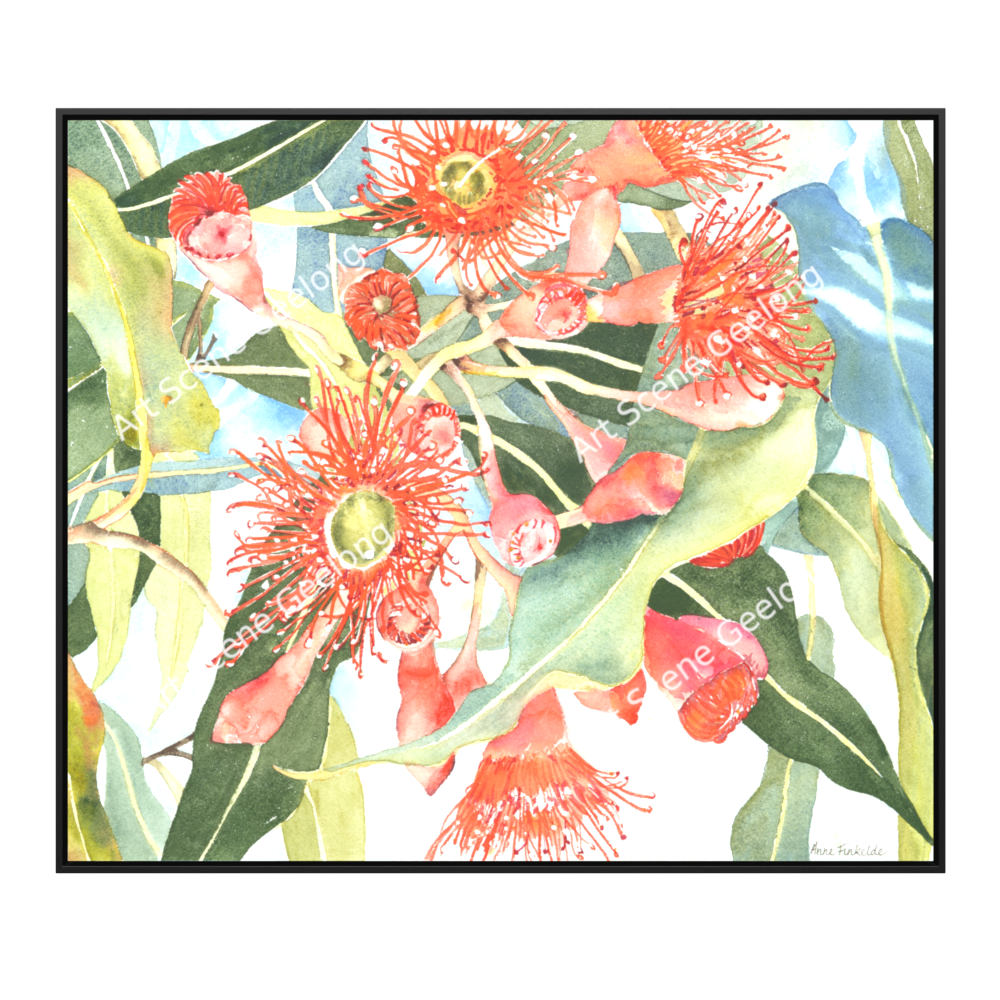 Eucalyptus Ficifolia - Annie Finkelde