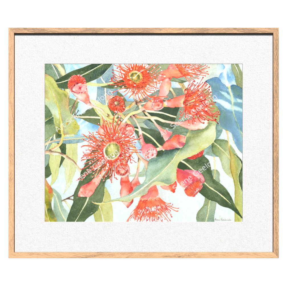 Eucalyptus Ficifolia - Annie Finkelde