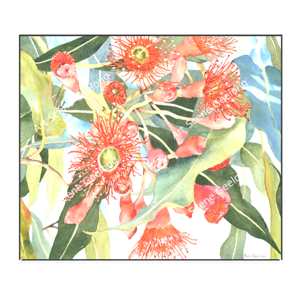 Eucalyptus Ficifolia - Annie Finkelde