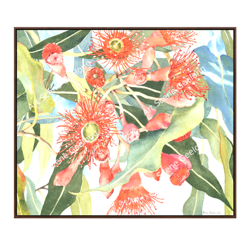 Eucalyptus Ficifolia - Annie Finkelde