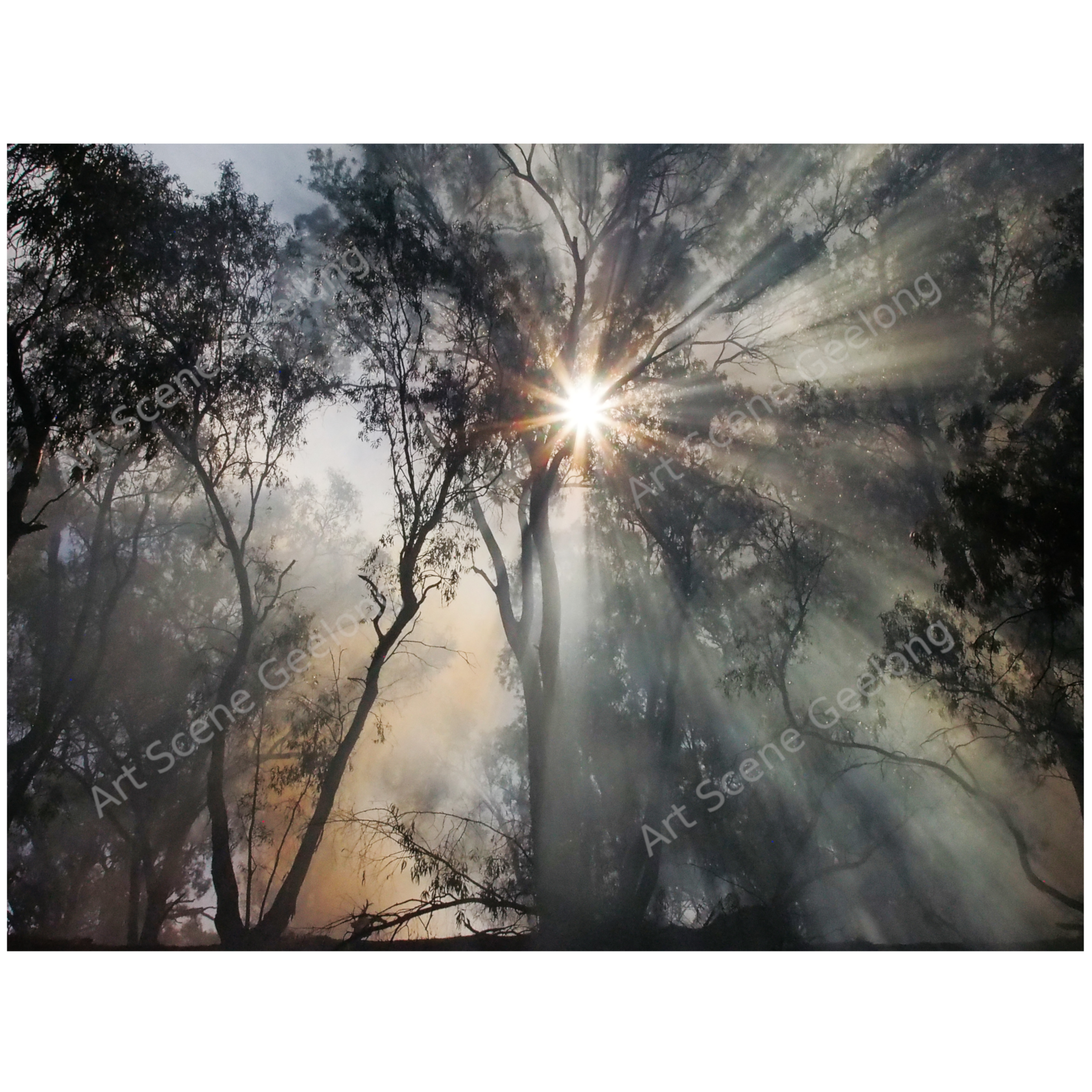 Bush Blaze - David Clarkson