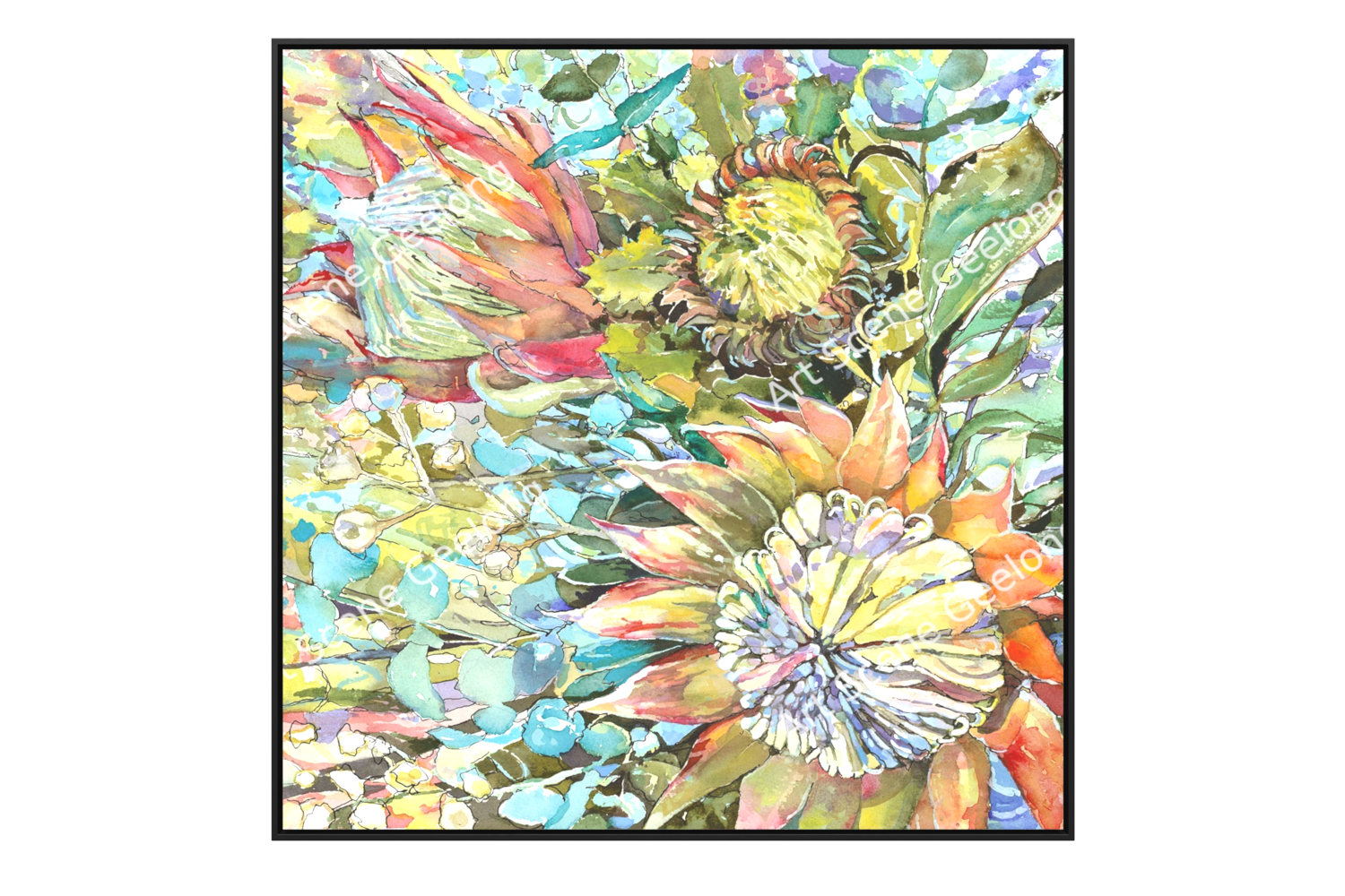 Proteaceae - Annie Finkelde