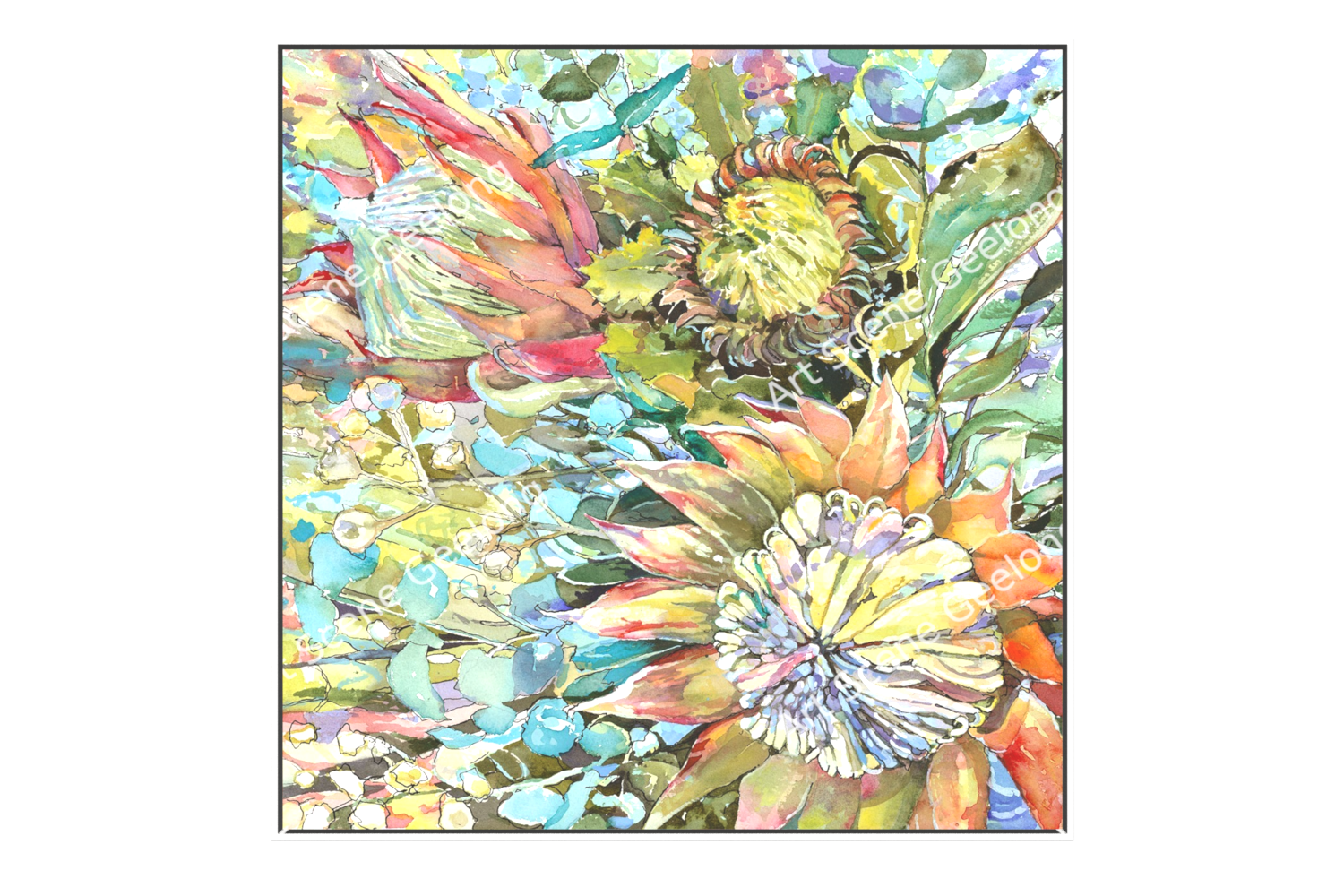 Proteaceae - Annie Finkelde