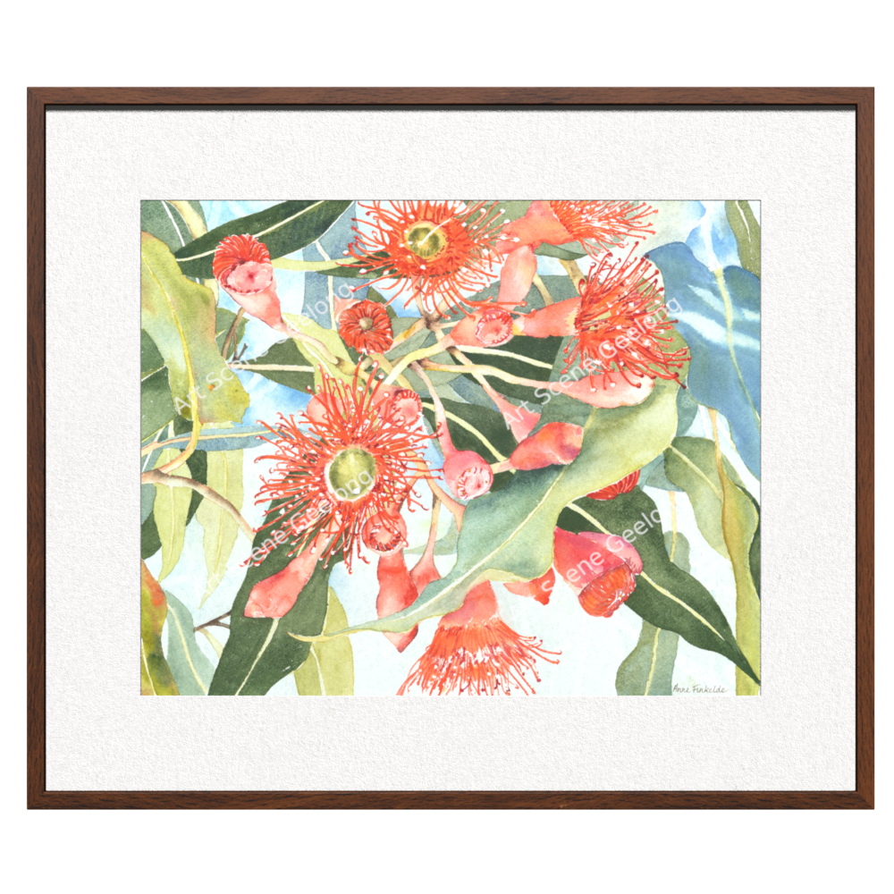 Eucalyptus Ficifolia - Annie Finkelde