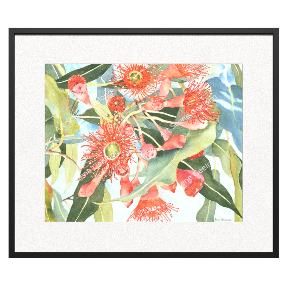 Eucalyptus Ficifolia - Annie Finkelde