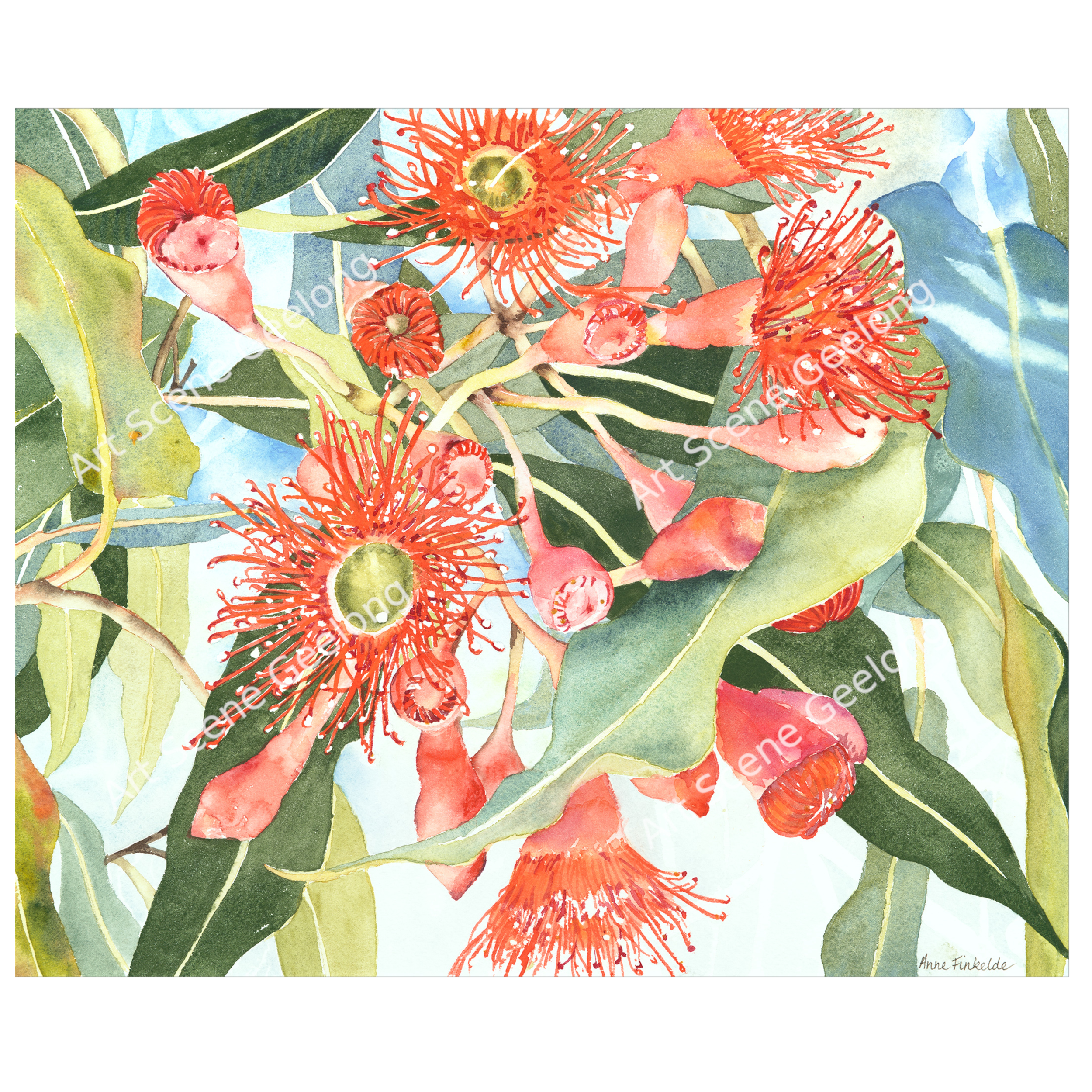 Eucalyptus Ficifolia - Annie Finkelde