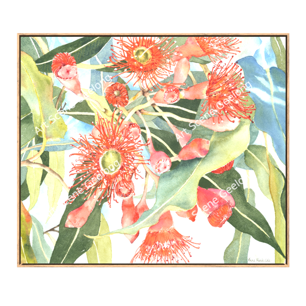 Eucalyptus Ficifolia - Annie Finkelde