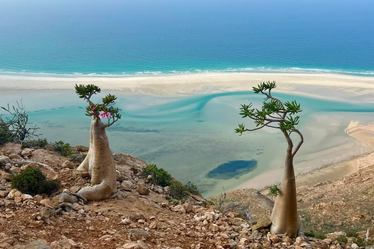 Socotra_beautiful_beach_bottle_trees.jpg