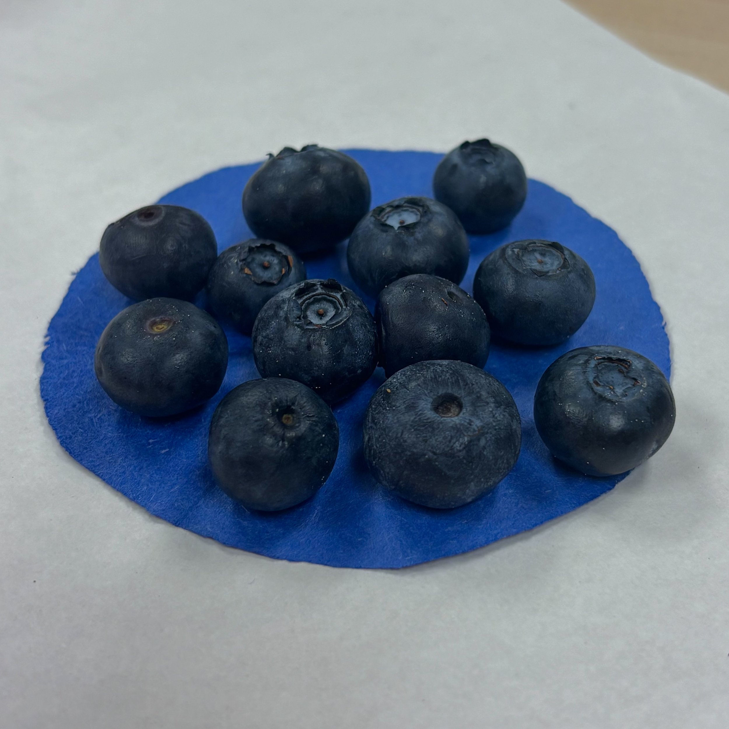 summer workshop: little bluebonnets