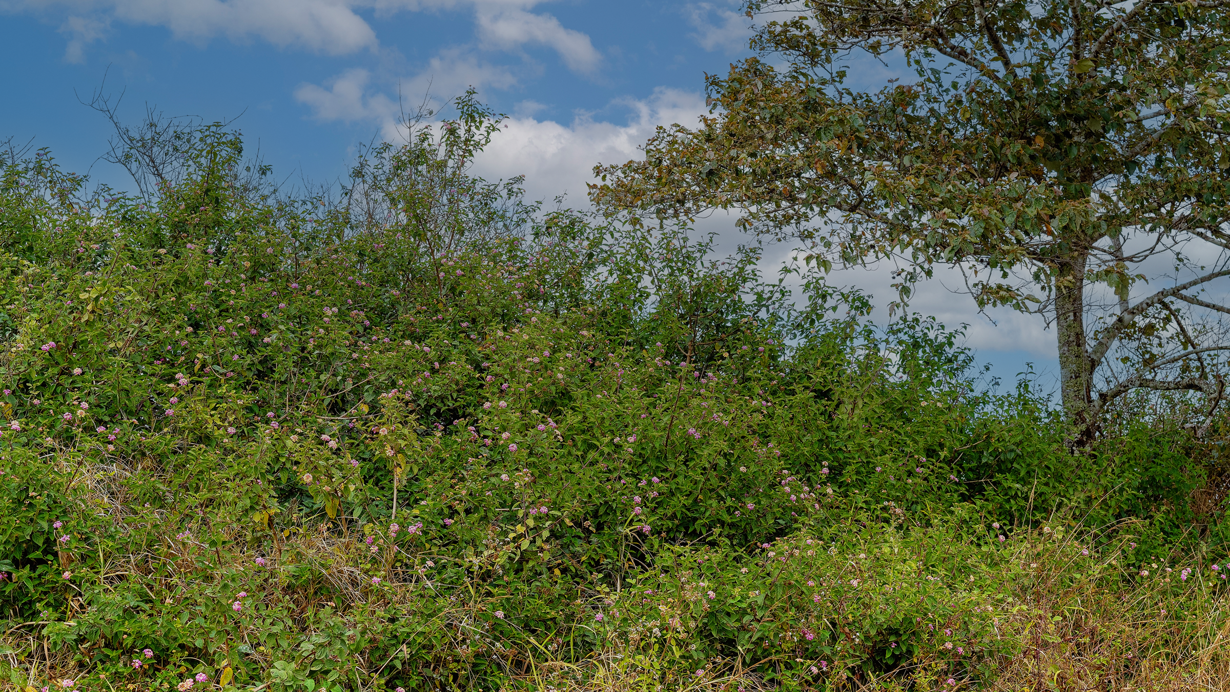 Lantana Is Taking Over — Stop It Before It Becomes a Nightmare