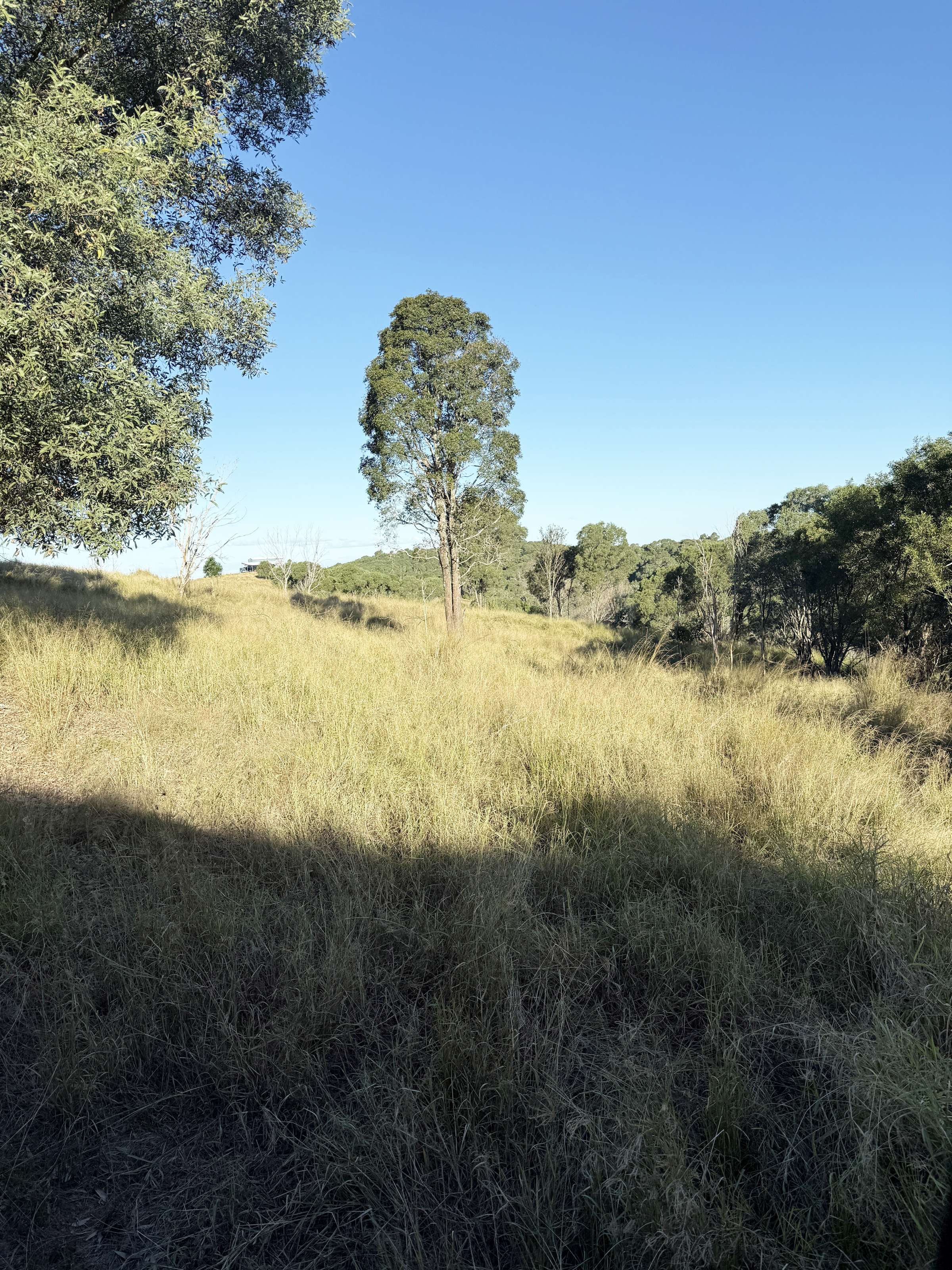 From Lantana to Grazing Country