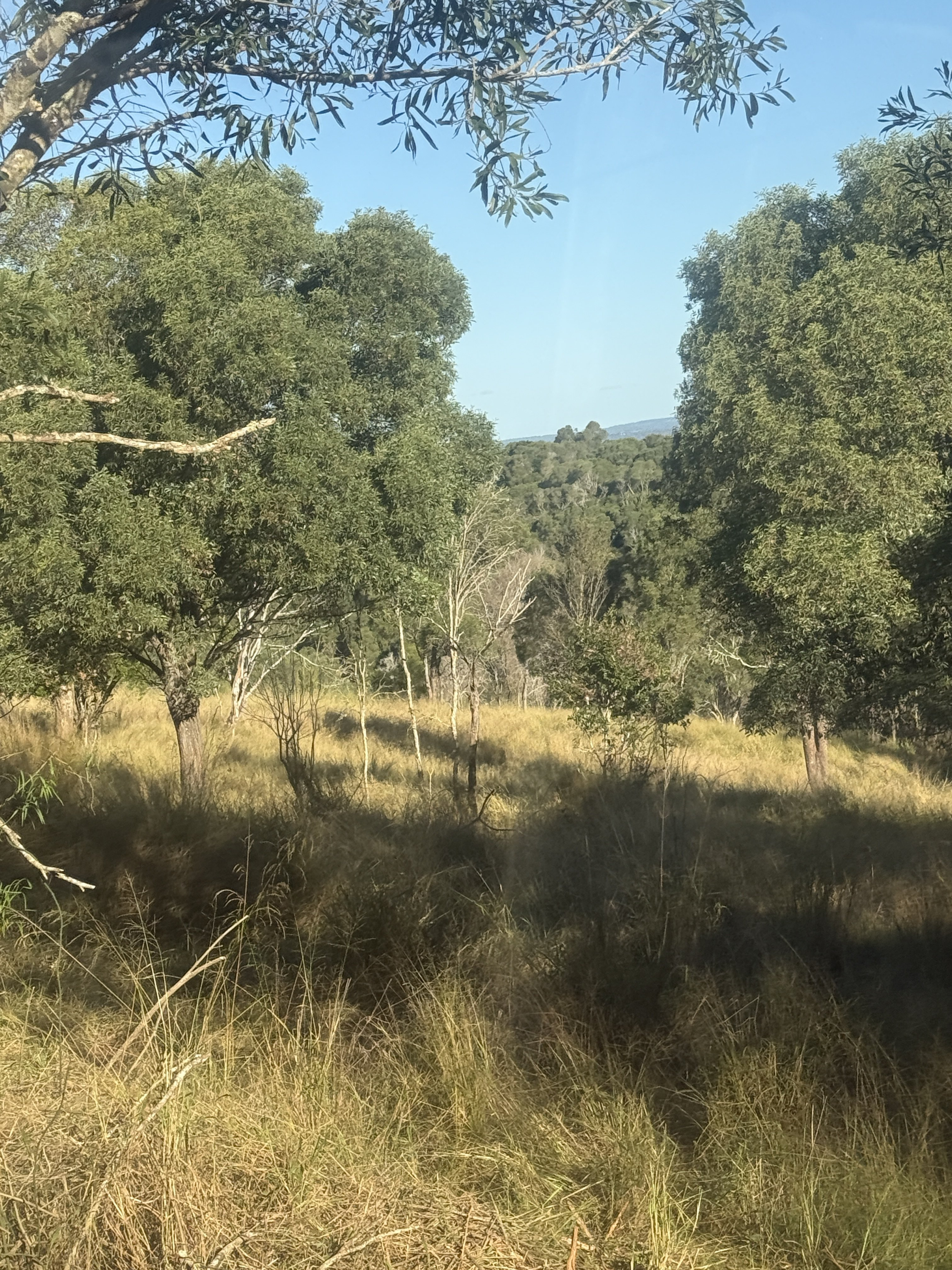 08:52 A ground-level view looking up through a stand of mature eucalyptus trees, with thick, established dry grass pasture covering the slope beneath and between the trees under a clear blue sky.