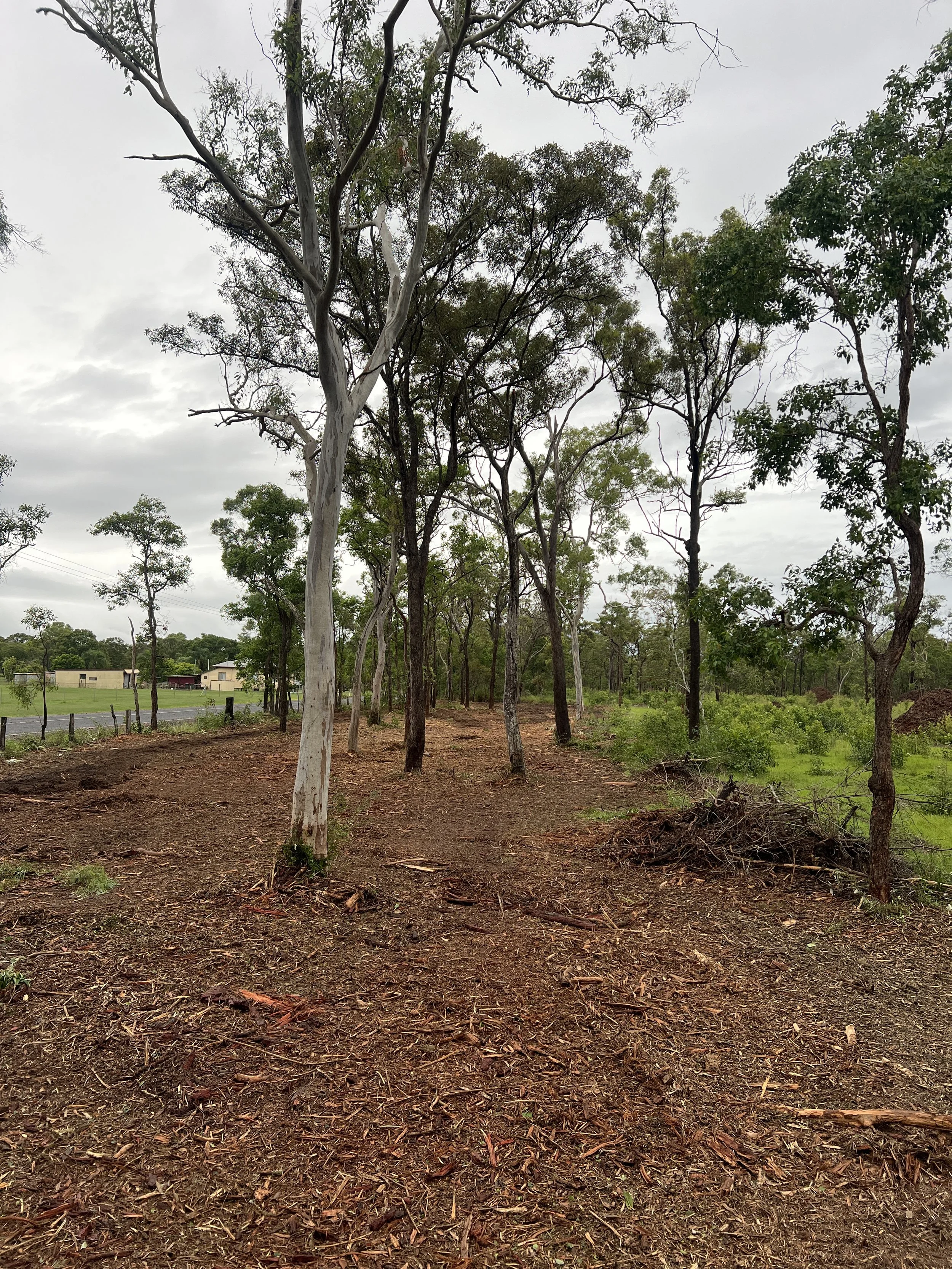 Forestry mulching result on a rural Queensland block showing cleared understorey and mulched ground between retained mature eucalyptus trees, ready for replanting or future land use.